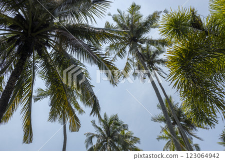 Beautiful beach with palms and turquoise sea in Jamaica island. Beautiful beach with palms and turquoise sea in Jamaica island. 123064942