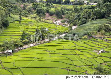 Terraced rice field at Mae Cham Chiangmai Northern Thailand Terraced rice field at Mae Cham Chiangmai Northern Thailand 123064943