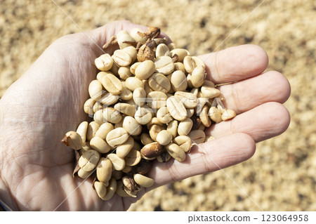 Coffee beans drying in the sun. Coffee plantations at coffee farm Coffee beans drying in the sun. Coffee plantations at coffee farm 123064958
