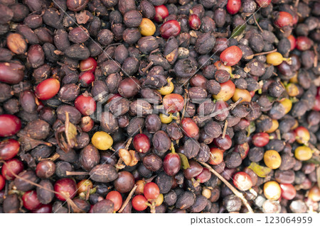 Coffee beans drying in the sun. Coffee plantations at coffee farm 123064959