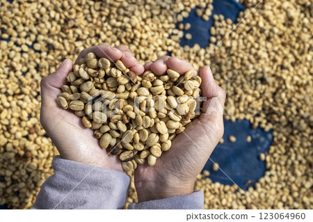 Coffee beans drying in the sun. Coffee plantations at coffee farm Coffee beans drying in the sun. Coffee plantations at coffee farm 123064960