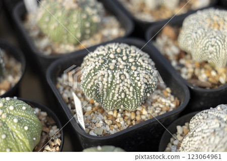 Astrophytum cactus close up with Akadema stone . 123064961