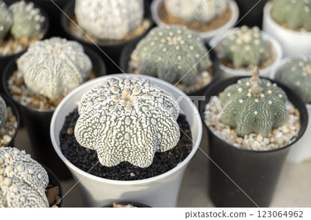 Astrophytum cactus close up with Akadema stone . Astrophytum cactus close up with Akadema stone . 123064962