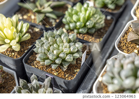 Close up of succulent window haworthia, haworthia 123064963
