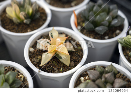 Close up of succulent window haworthia, haworthia 123064964