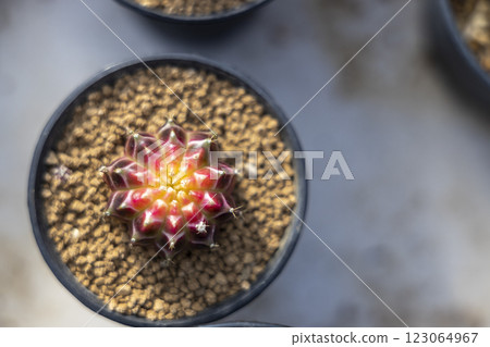 Gymnocalycium mihanovichii is a type of cactus or succulents 123064967