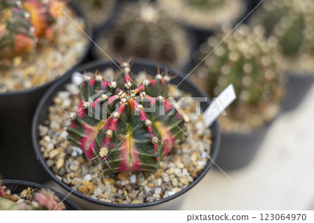 Gymnocalycium mihanovichii is a type of cactus or succulents Gymnocalycium mihanovichii is a type of cactus or succulents 123064970