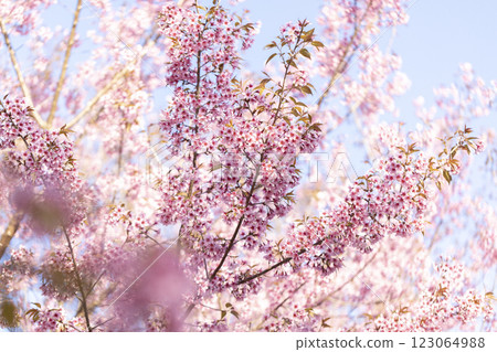 Wild Himalayan Cherry (Prunus cerasoides) or thai sakura flower Wild Himalayan Cherry (Prunus cerasoides) or thai sakura flower 123064988