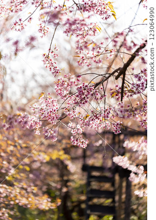 Wild Himalayan Cherry (Prunus cerasoides) or thai sakura flower 123064990