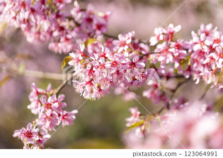 Wild Himalayan Cherry (Prunus cerasoides) or thai sakura flower Wild Himalayan Cherry (Prunus cerasoides) or thai sakura flower 123064991