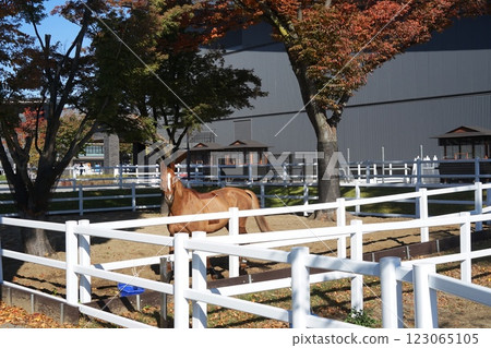Autumn leaves seen from the stables, November, Setagaya 1254 Ranch and Equestrian Park Autumn leaves seen from the stables, November, Setagaya 1254 Ranch and Equestrian Park 123065105