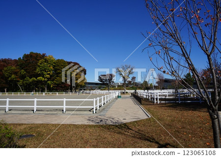 The pastures at Baji Koen, shining against the blue sky, November, Setagaya 1257 Pastures and Baji Koen The pastures at Baji Koen, shining against the blue sky, November, Setagaya 1257 Pastures and Baji Koen 123065108
