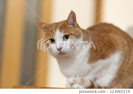 凝視貓，棕色虎斑白 123065219