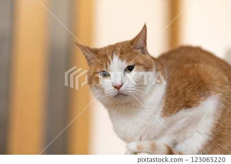 凝視貓，棕色虎斑白 123065220