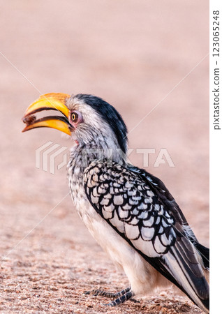Southern Yellow billed horn bill Southern Yellow billed horn bill 123065248