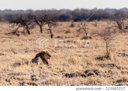 Male lion resting on a plain 123065257