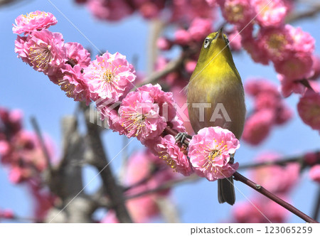 盛開的紅梅和白眼(春天的形象)(溫馨的形象) 盛開的紅梅和白眼(春天的形象)(溫馨的形象) 123065259