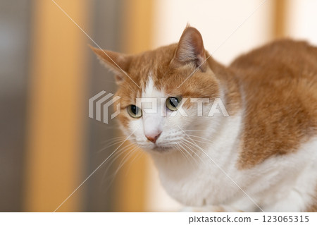 Staring cat, brown tabby white 123065315
