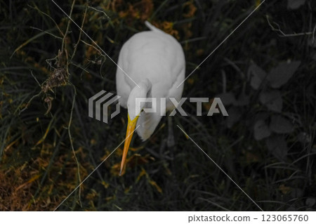 Image of the egret's gaze 123065760