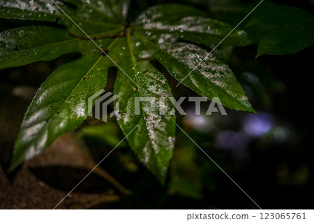 Water drops on leaf 123065761