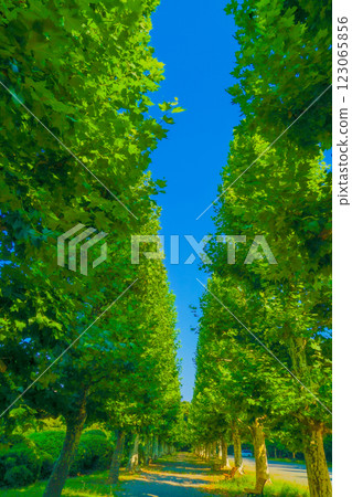Fresh green tree-lined avenue 123065856