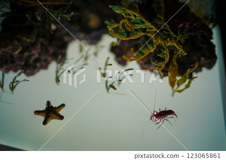 水族館生物的圖像 水族館生物的圖像 123065861