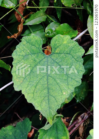 Leaves of cavauli Leaves of cavauli 123065970