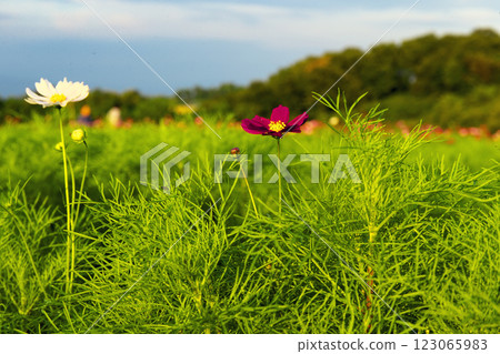 Cosmos standing alone at Hanataka Observation Hill, Takasaki City 123065983