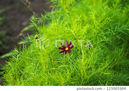 Cosmos standing alone at Hanataka Observation Hill, Takasaki City 123065984