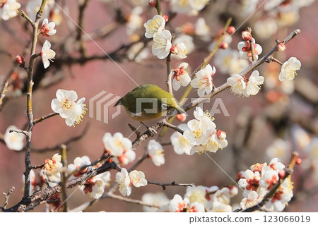 Japanese white-eye on a plum tree Japanese white-eye on a plum tree 123066019