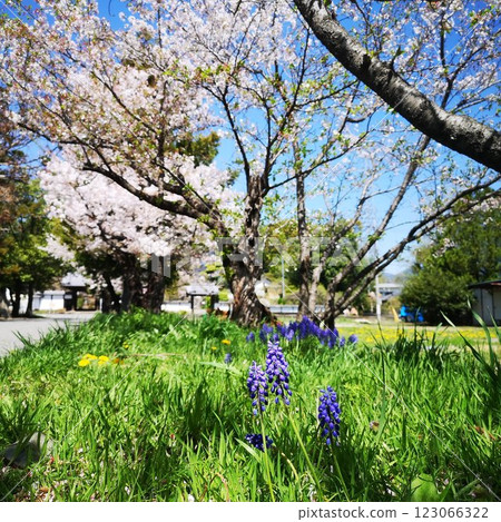 春天的櫻花 慈照寺 春天的櫻花 慈照寺 123066322