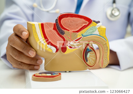 Male reproductive system, Asian doctor holding human anatomy model for study diagnosis and treatment in hospital. 123066427
