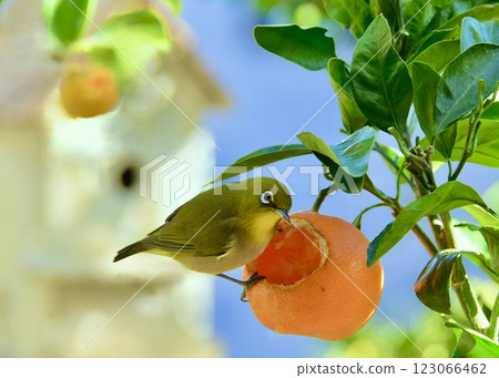The tangerine tree in the garden is a favorite of white-eyes. The tangerine tree in the garden is a favorite of white-eyes. 123066462