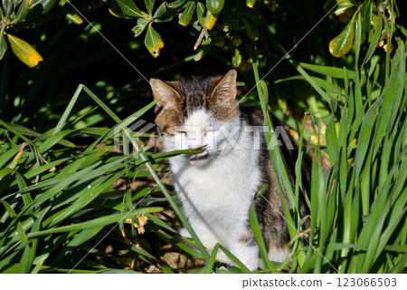 一隻貓在草地上曬太陽 123066503