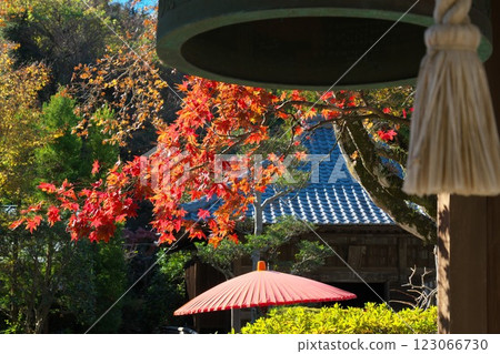 Kamakura in autumn: Vivid autumn colours of maple leaves seen through the bell of Kaizoji Temple 123066730