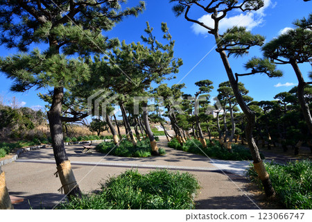 Kanagawa Prefecture, Jogashima Park, Tilted Pine 123066747