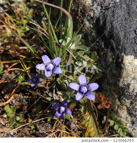 Himalayan wildflowers growing in Nepal. Himalayan wildflowers growing in Nepal. 123066763