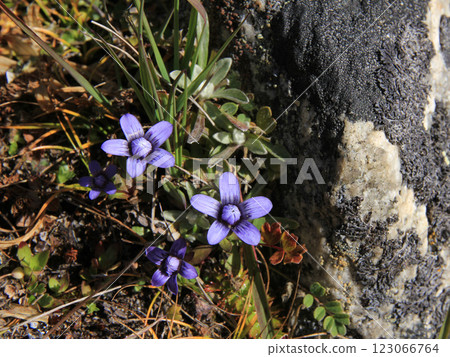 Purple himalayan wildflowers growing in Nepal. 123066764