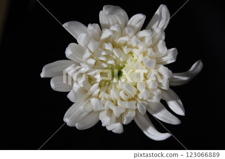 菊花,白菊花,靜物,特寫 菊花,白菊花,靜物,特寫 123066889