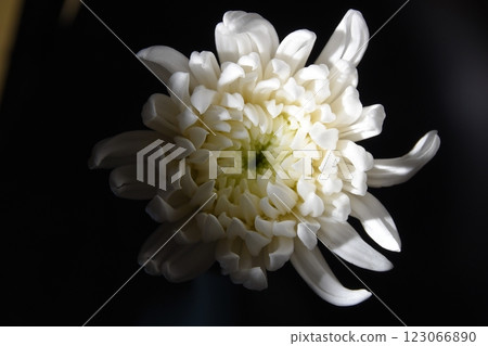 菊花，白菊花，陰影，靜物，特寫 123066890