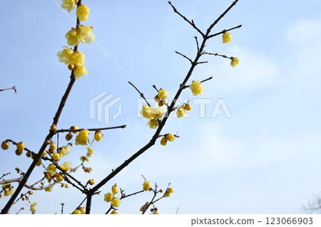 Wax plumbing in the blue sky Wax plumbing in the blue sky 123066903