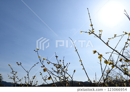 陽光與蠟梅 123066954