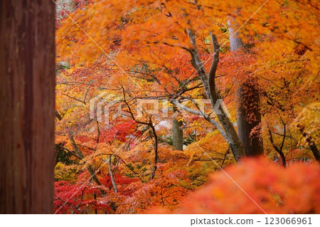 Autumn leaves at Shohoji Temple in Wazuka, Kyoto in 2024 123066961