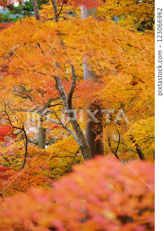 Autumn leaves at Shohoji Temple in Wazuka, Kyoto in 2024 123066962
