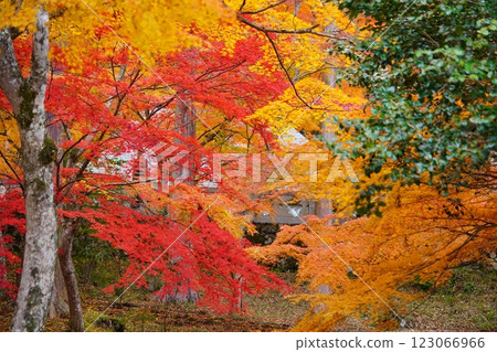 Autumn leaves at Shohoji Temple in Wazuka, Kyoto in 2024 123066966