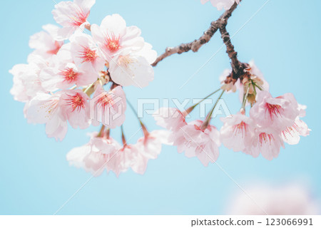 Branches of cherry blossoms in the blue sky 123066991