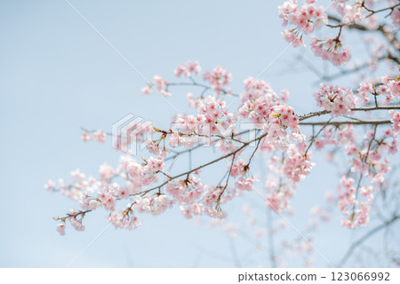 Branches of cherry blossoms in the blue sky 123066992