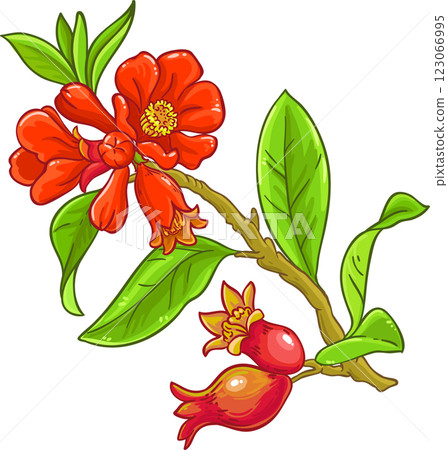 Pomegranate Branch with Flowers and Leaves Colored Detailed Illustration. Organic natural nutritional healthy food ingredient, vegetarian diet product. Pomegranate Branch with Flowers and Leaves Colored Detailed Illustration. Organic natural nutritional healthy food ingredient, vegetarian diet product. 123066995