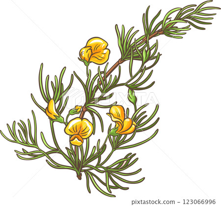 Rooibos Branch Colored Detailed Illustration 123066996