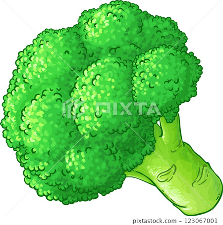 Broccolii Colored Detailed llustration 123067001